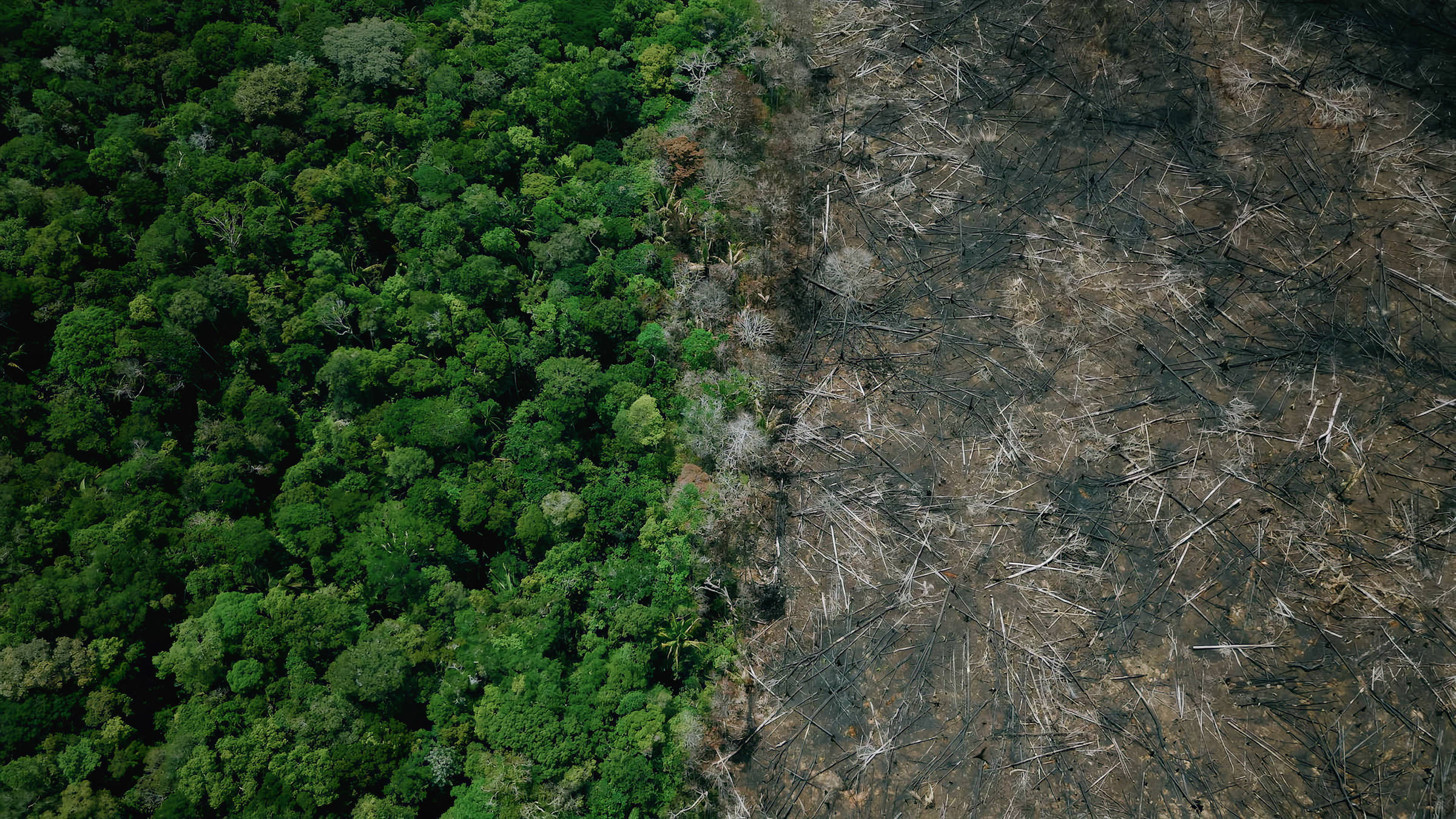 EUA propõem tarifa de 25% a produtos brasileiros e ligam medida ao avanço do desmatamento na Amazônia