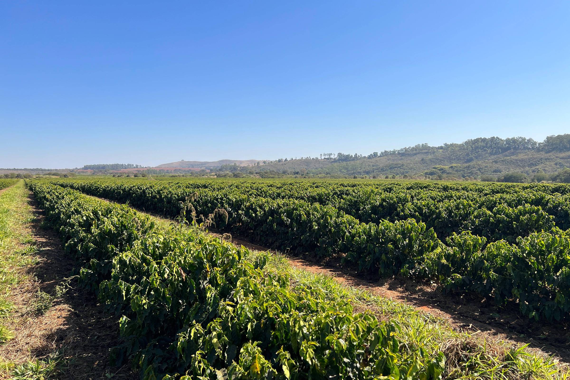 Safra recorde de café alivia preços no curto prazo, mas El Niño gera cautela para 2027