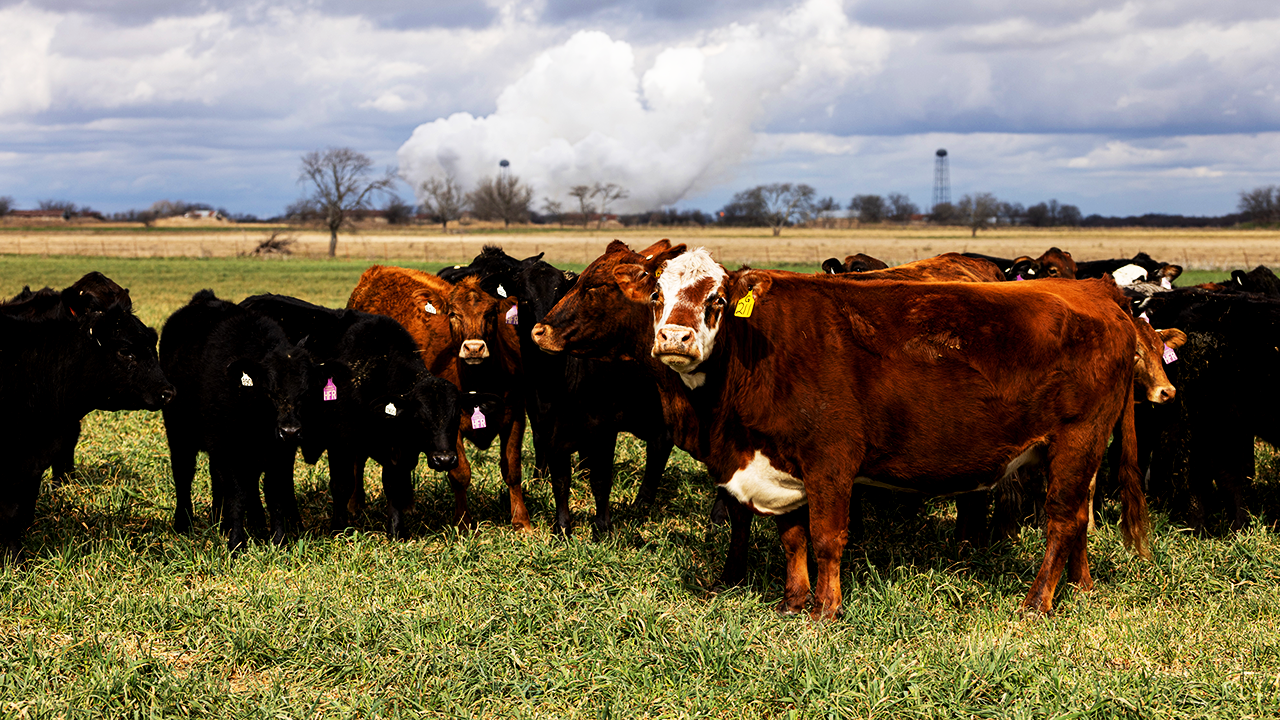 Escassez histórica de gado nos EUA adia alívio nos preços da carne para 2028, diz CEO da Omaha Steaks