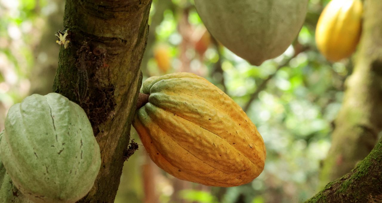 Cacau atinge pico em Londres e café arábica avança; clima volta ao centro do mercado 4 Cacau atinge pico em Londres e café arábica avança; clima volta ao centro do mercado