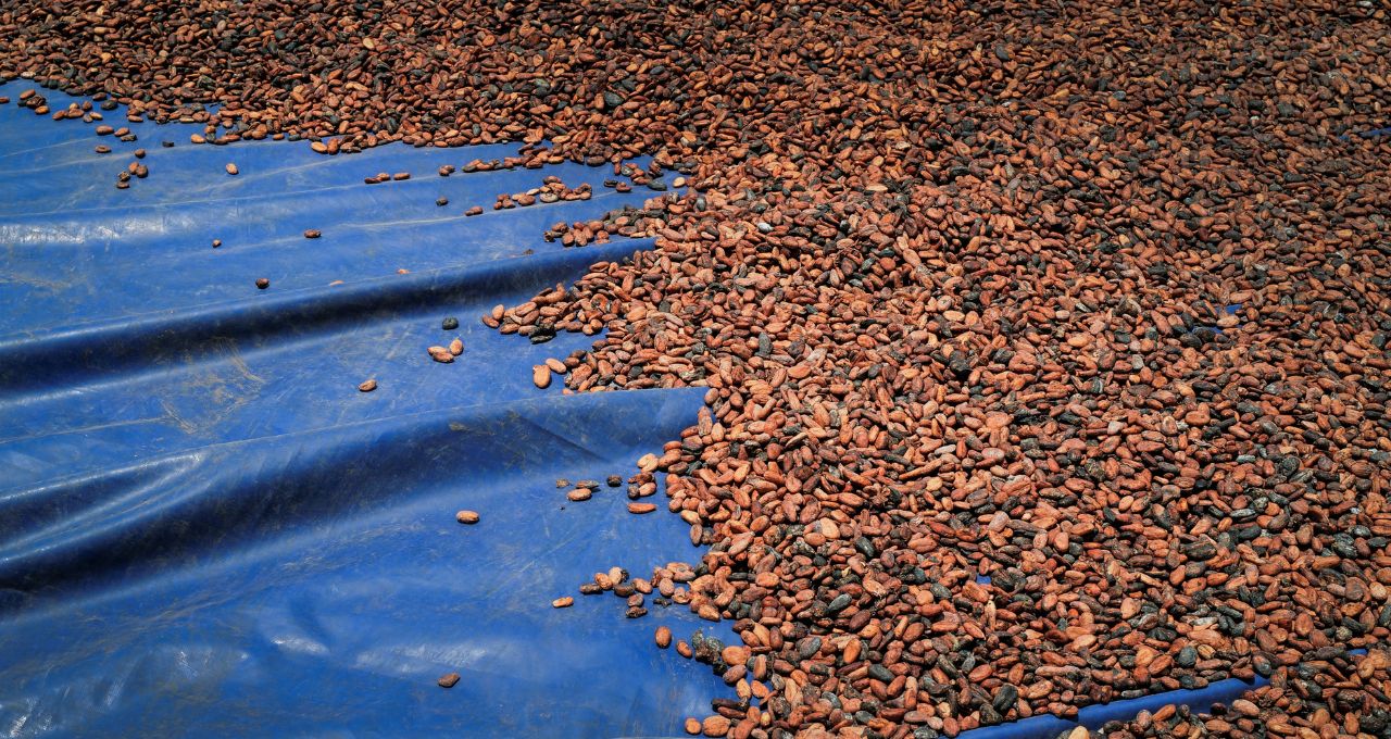 Clima pressiona commodities: cacau renova máxima de 7 meses e açúcar encosta em topo de 2 meses