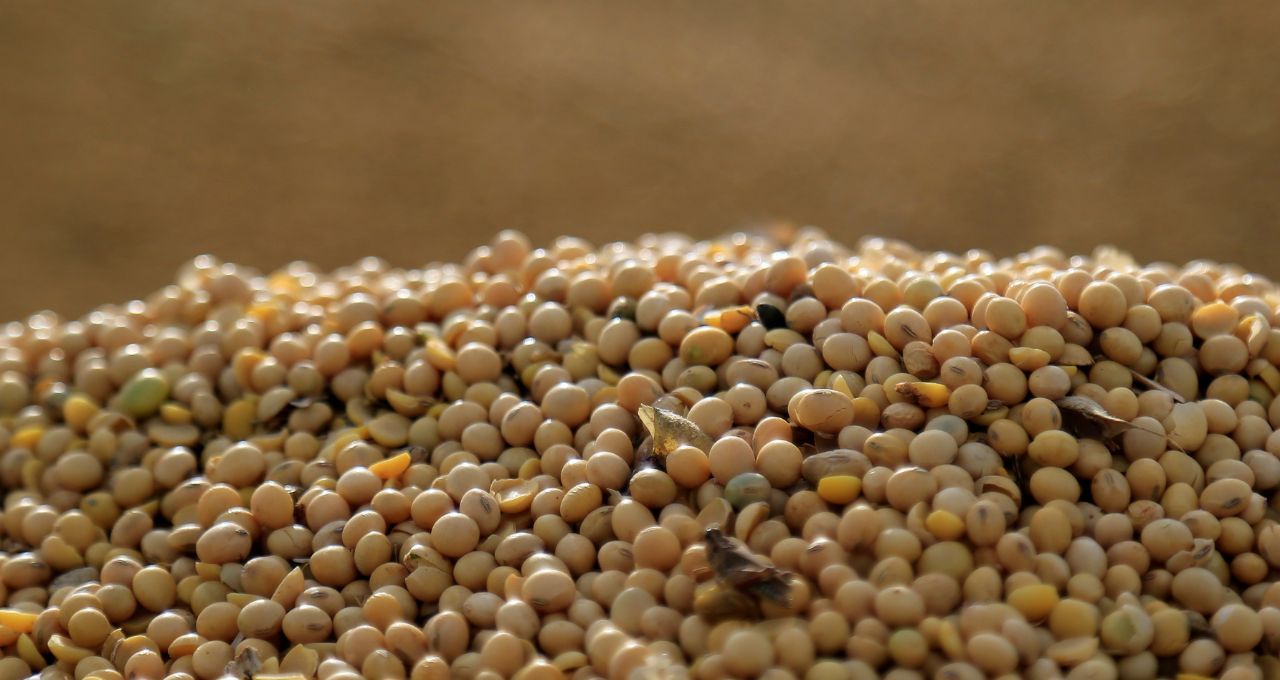 Clima favorável nos EUA pressiona preços da soja em Chicago, mas óleo sobe com demanda por biodiesel