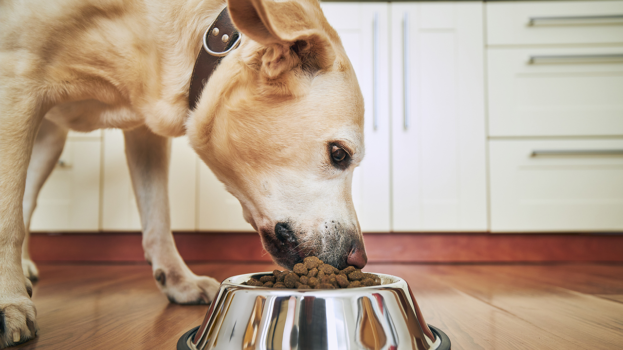 Mars Petcare faz recall de dois lotes de ração Pedigree nos EUA por risco de contaminação