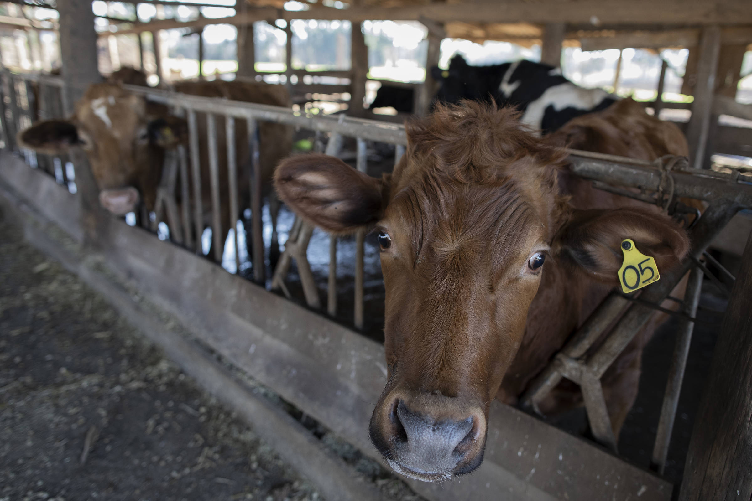 El Niño ameaça safra de grãos e pode reacender pressão sobre a inflação de alimentos