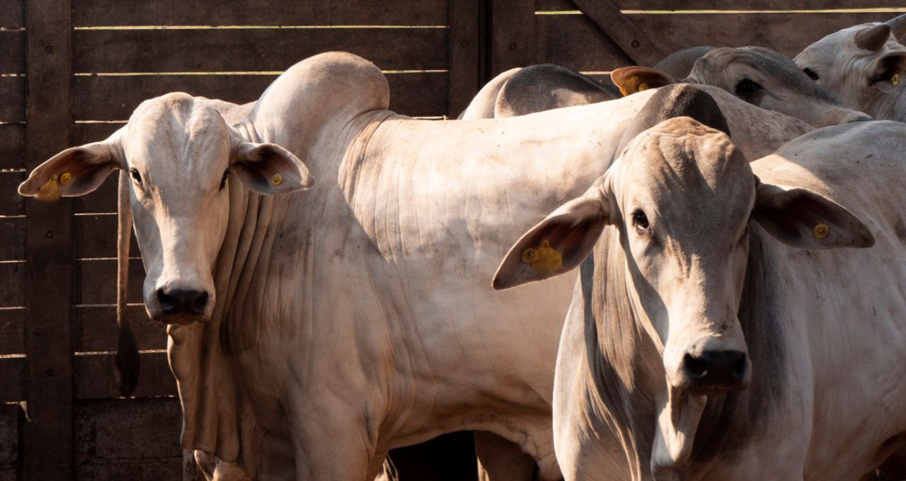 Ministério da Agricultura nega alta imediata de tarifa chinesa sobre carne bovina brasileira