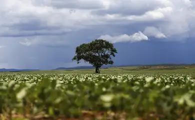 CMN amplia renegociação de dívidas rurais afetadas por eventos climáticos 5 CMN amplia renegociação de dívidas rurais afetadas por eventos climáticos - imagem 3