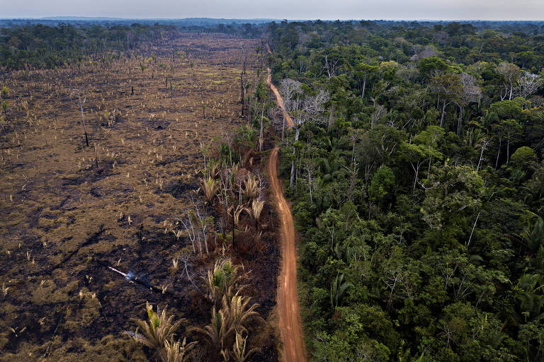 Re.green arremata primeiro leilão federal de reflorestamento sem concorrência - Imagem do artigo original