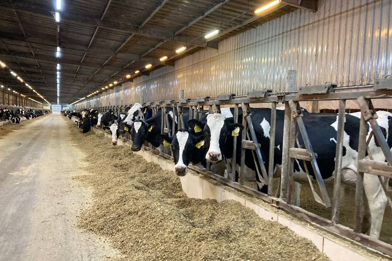 Brasil fica fora da lista sanitária da UE e vê risco para exportações de carne bovina - Imagem do artigo original