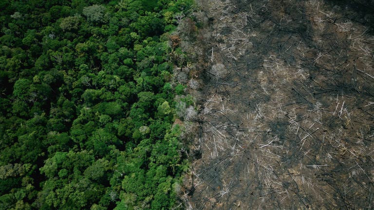 EUA propõem tarifa de 25% a produtos brasileiros e ligam medida ao avanço do desmatamento na Amazônia - Imagem do artigo original