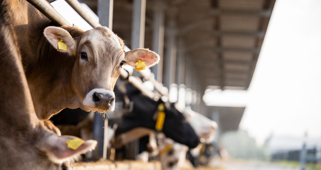 Nova exigência da União Europeia pode barrar carne brasileira e pressionar frigoríficos - Imagem do artigo