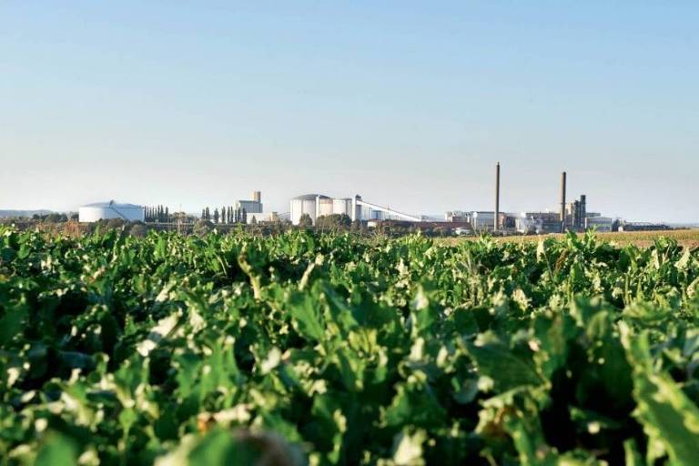 Grupo Itajobi aciona Justiça para negociar dívida de R$ 3,7 bi em meio à pressão no setor sucroenergético - Imagem do artigo original