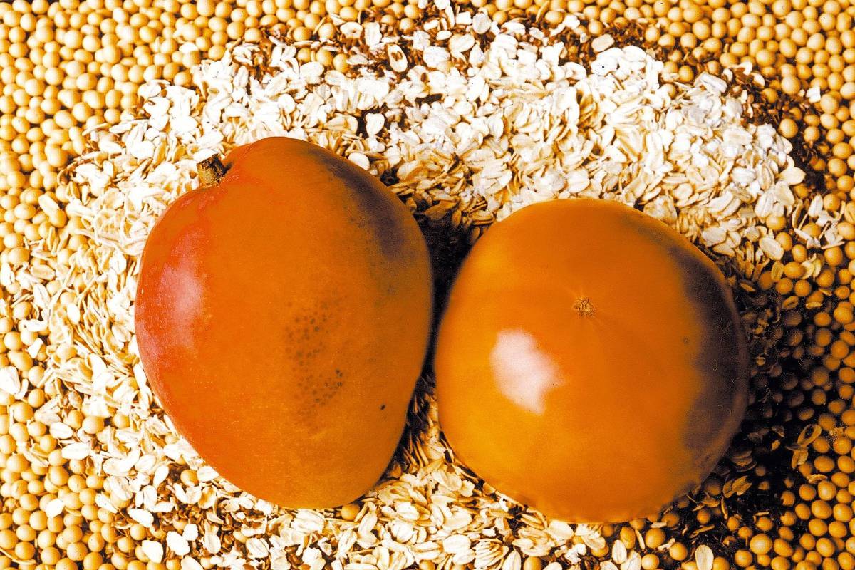 Produtores de manga, uva e açaí ficam fora de exceções a tarifa de 50% dos EUA e esperam novo acordo