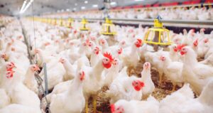 Ações da MBRF sobem 14% com sinal de trégua no Oriente Médio