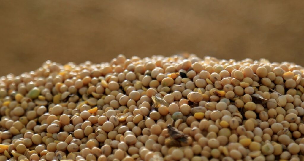 [Mercado Financeiro] Clima favorável nos EUA pressiona preços da soja em Chicago, mas óleo sobe com demanda por biodiesel