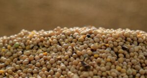 Clima favorável nos EUA pressiona preços da soja em Chicago, mas óleo sobe com demanda por biodiesel