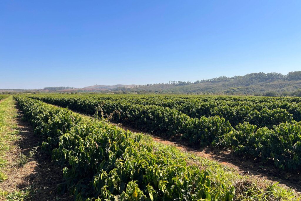 [Mercado Financeiro] Safra recorde de café alivia preços no curto prazo, mas El Niño gera cautela para 2027