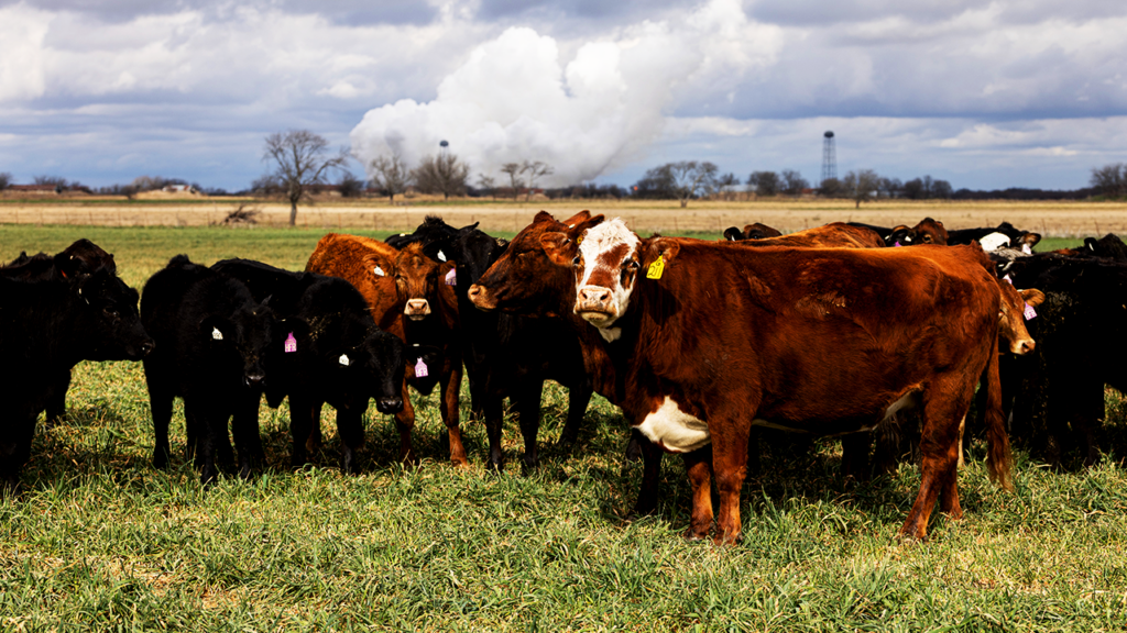 [Dificuldades e desafios] Escassez histórica de gado nos EUA adia alívio nos preços da carne para 2028, diz CEO da Omaha Steaks