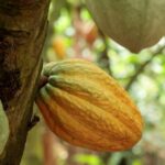 [Mercado Financeiro] Cacau atinge pico em Londres e café arábica avança; clima volta ao centro do mercado