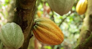 Cacau atinge pico em Londres e café arábica avança; clima volta ao centro do mercado