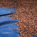 [Mercado Financeiro] Clima pressiona commodities: cacau renova máxima de 7 meses e açúcar encosta em topo de 2 meses