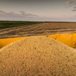 [Mercado Financeiro] Clima mais ameno nos EUA derruba soja e milho em Chicago; trigo avança com projeção de estoques menores