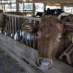 [Mercado Financeiro] El Niño ameaça safra de grãos e pode reacender pressão sobre a inflação de alimentos