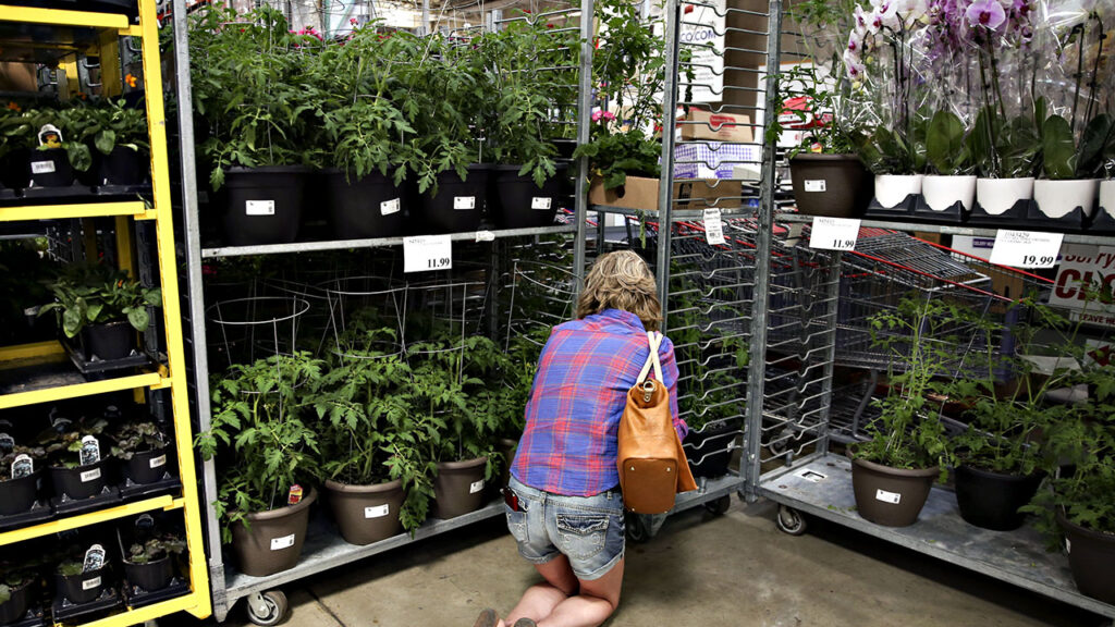 [Mercado Financeiro] Praga em plantas vendidas pela Costco liga sinal de alerta para perdas no agronegócio dos EUA