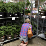 [Mercado Financeiro] Praga em plantas vendidas pela Costco liga sinal de alerta para perdas no agronegócio dos EUA
