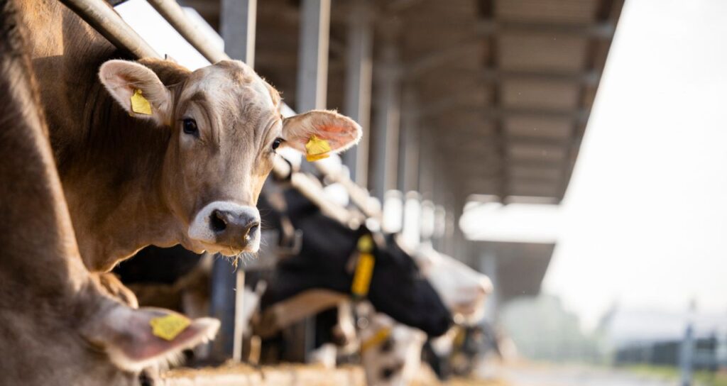 [Dificuldades e desafios] Nova exigência da União Europeia pode barrar carne brasileira e pressionar frigoríficos