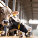[Dificuldades e desafios] Nova exigência da União Europeia pode barrar carne brasileira e pressionar frigoríficos