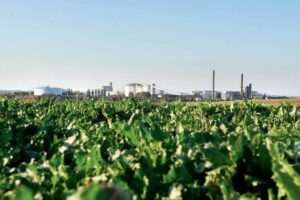 Grupo Itajobi aciona Justiça para negociar dívida de R$ 3,7 bi em meio à pressão no setor sucroenergético
