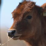 [Dificuldades e desafios] UE mantém exigências sanitárias e suspende carne brasileira a partir de setembro; veja o impacto para investidores