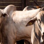 [Renda Fixa] Ministério da Agricultura nega alta imediata de tarifa chinesa sobre carne bovina brasileira