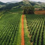 [Criptomoedas] Leverage sozinha não basta: produtividade é chave para avaliar risco no agro, diz Agrolend